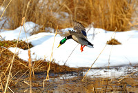Mallard Duck - Bombay Hook NWR -  Delaware
