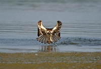 Osprey chick