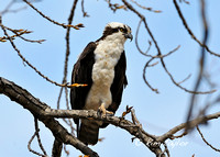 Osprey in tree