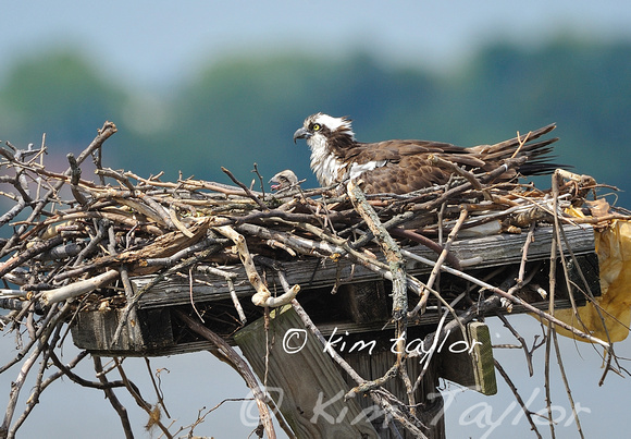 Osprey chick alal Trouble