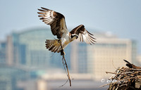 Ma Osprey in Flight